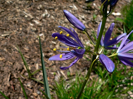 {Camassia leichtlinii}
